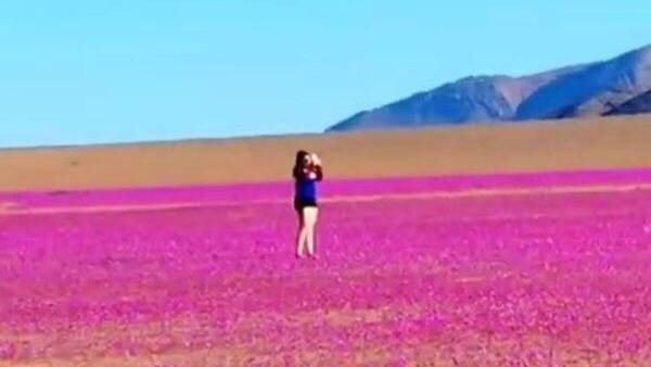 Esto Te Puede Costar La Multa Si Pisas Las Flores Del Desierto Florido